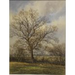 Edward Stamp, Young Oak Trees, Stewkley, Buckinghamshire.