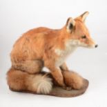 Taxidermy Fox,
