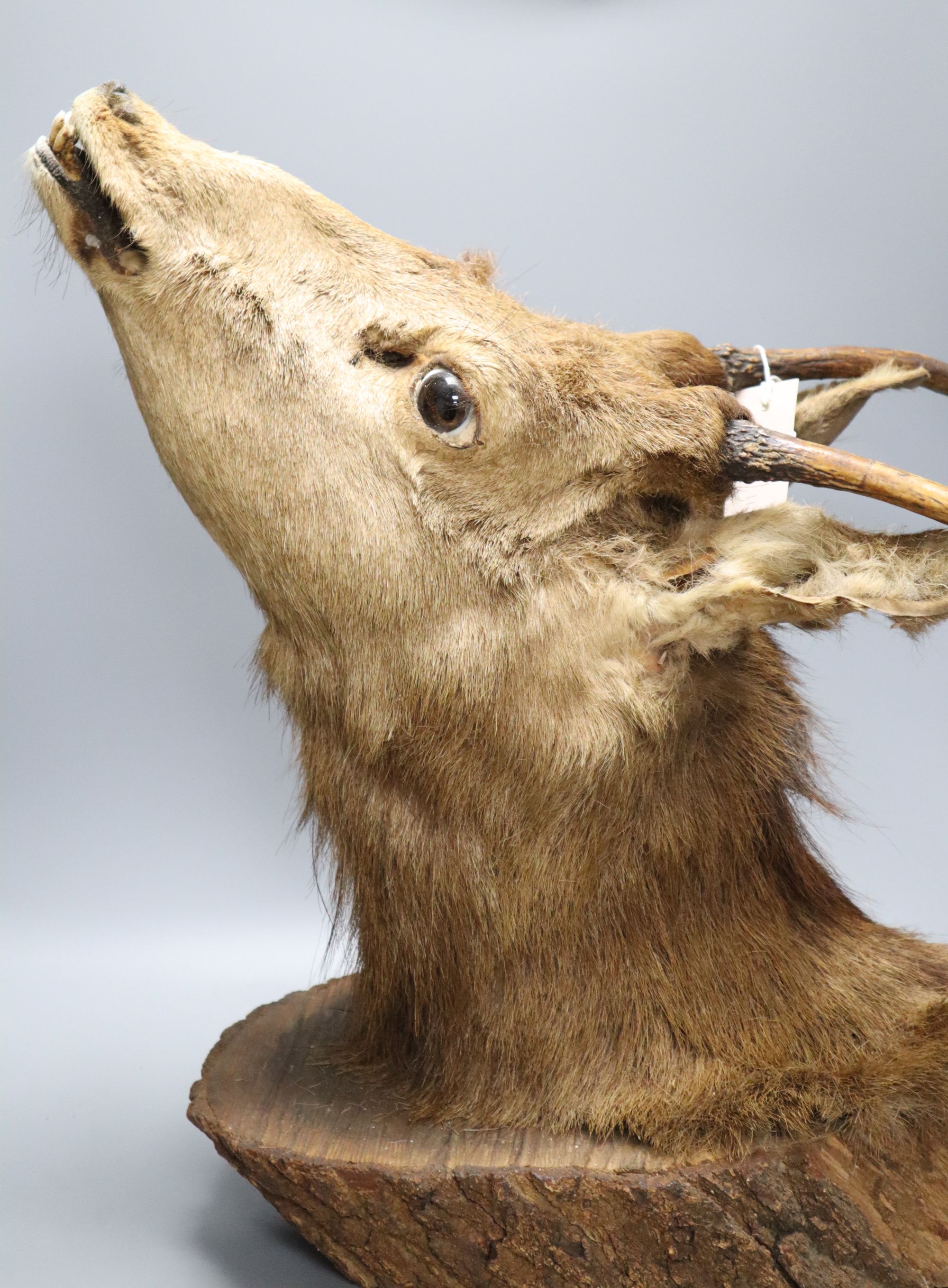 A taxidermy stag's head wall trophy - Image 2 of 2