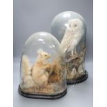 A Victorian taxidermic barn owl under glass dome and a similar taxidermic red squirrel (2)CONDITION: