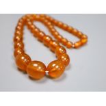 A single strand graduated oval amber bead necklace, 52cm, gross 42 grams.