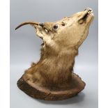 A taxidermy stag's head wall trophy