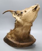 A taxidermy stag's head wall trophy