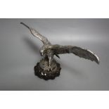 An early 20th century chromium car mascot of an eagle with outstretched wings, wing span 33cm