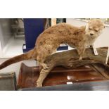 A taxidermic model of an otter on a branch, length 82cm