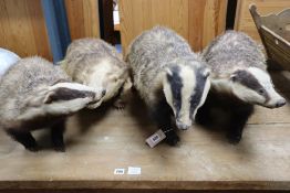 Four taxidermic badgers, largest 70cm