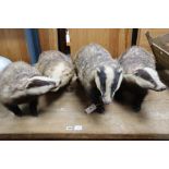 Four taxidermic badgers, largest 70cm