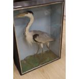 An early 20th century taxidermic Grey Heron, in glazed case, height case 84cm