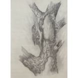 H. Hallam, pencil drawing, Tree Creeper, signed, 44 x 30cm