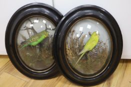 A pair of early 20th century convex oval framed taxidermic budgies, TE Gunn label to reverse