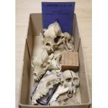 A group of mammal skulls, collected before 1950, to include a bulldog skull, lemur skull with single