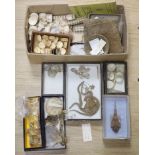 A collection of sea creature and reptile specimens, most collected before 1945, to include shark's