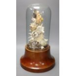 A Victorian mahogany stand with shell display under a glass dome, height 50cm