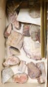 A collection of 21 petrified wood specimens from the Petrified Forest, Arizona, Mesozoic Period, 225
