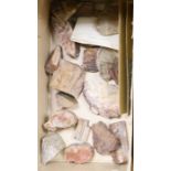 A collection of 21 petrified wood specimens from the Petrified Forest, Arizona, Mesozoic Period, 225