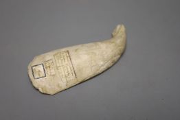 Caribbean anthropology - a Queen Conch shell hand tool, from the columella (inner spiral section) of