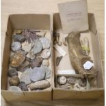A collection of stone fossils and semi-fossilised teeth and bones, collected before 1950 to