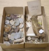 A collection of stone fossils and semi-fossilised teeth and bones, collected before 1950 to