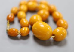 A single strand graduated oval amber bead necklace, 40cm, gross 46 grams.CONDITION: Largest bead