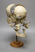 A human skull specimen, 1920s-30s, mounted in exploded form, adjustable brass arms and oak base,