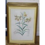 A set of six hand coloured botanical prints of lilies, 53 x 36cm
