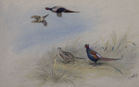 George Edward Lodge (1860-1954)watercolour and bodycolour''Mongolian Pheasants''signed24 x 35.5cm