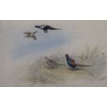 George Edward Lodge (1860-1954)watercolour and bodycolour''Mongolian Pheasants''signed24 x 35.5cm