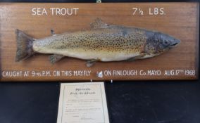 A mounted taxidermic Sea Trout (Salmo trutta), inscribed 'Sea Trout 7.5lbs, Caught at 9.45pm on This