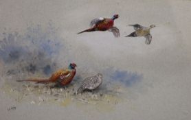 George Edward Lodge (1860-1954)watercolour and bodycolour"Prince of Wales Pheasants''signed24 x 35.