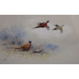 George Edward Lodge (1860-1954)watercolour and bodycolour"Prince of Wales Pheasants''signed24 x 35.