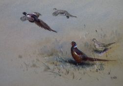 George Edward Lodge (1860-1954)watercolour and bodycolour,"Chinese Pheasants"signed24 x 35.5cm