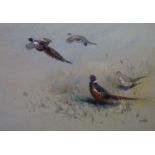 George Edward Lodge (1860-1954)watercolour and bodycolour,"Chinese Pheasants"signed24 x 35.5cm