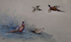 George Edward Lodge (1860-1954)watercolour and bodycolour,"Japanese Pheasants"signed24 x 35.5cm