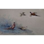 George Edward Lodge (1860-1954)watercolour and bodycolour,"Japanese Pheasants"signed24 x 35.5cm