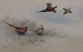 George Edward Lodge (1860-1954)watercolour and bodycolour''Common Pheasants''signed24 x 35.5cm