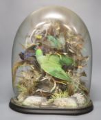 A taxidermic display of tropical birds under a glass dome