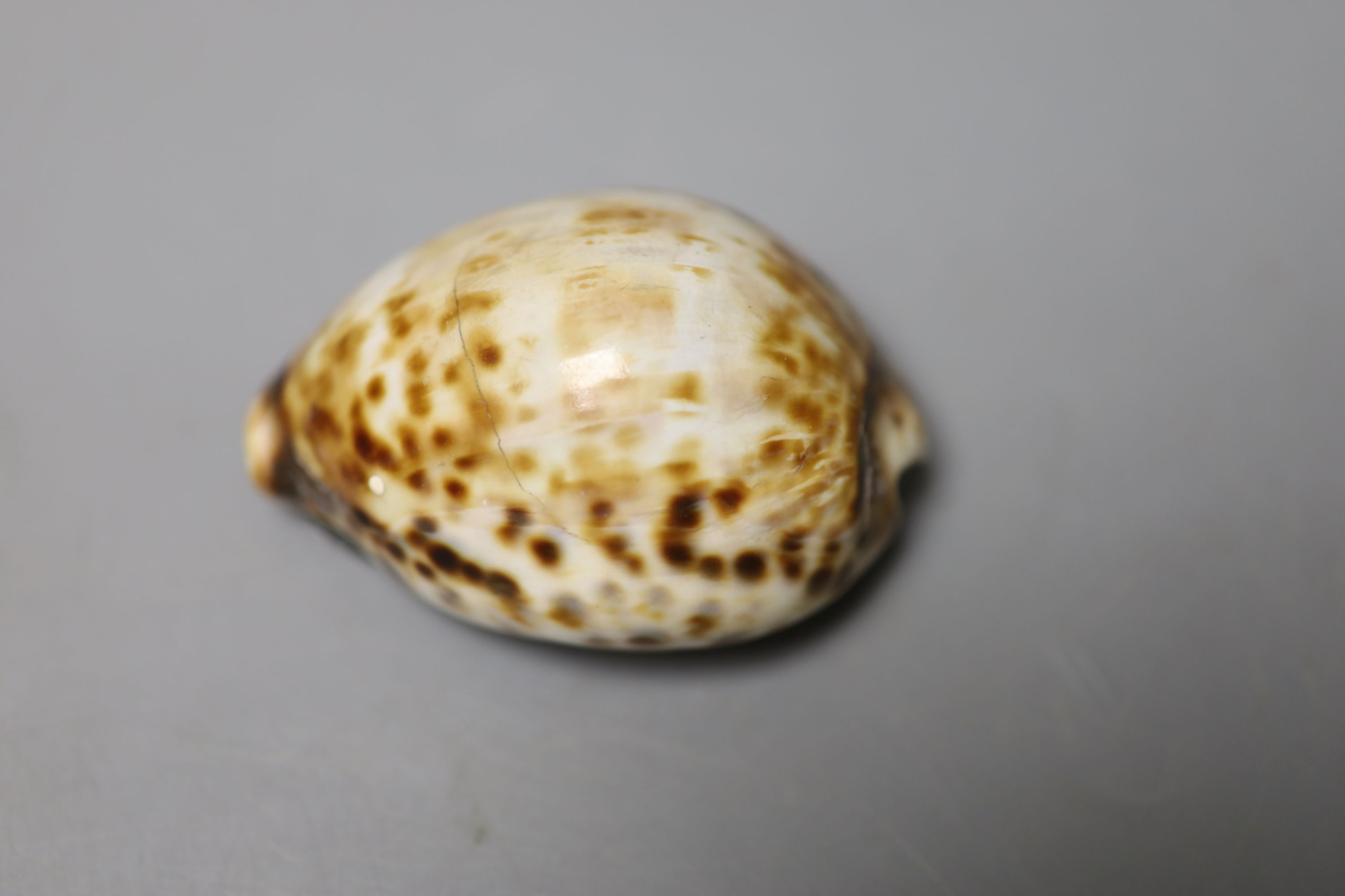 A 19th century white metal mounted horn snuff mull, 7cm and a similar white metal mounted cowrie - Image 2 of 6