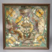 Rowland Ward. A late 19th century taxidermic display of butterflies and moths, handwritten label