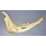 A cow ? jaw bone, length 43cm