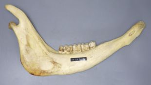 A cow ? jaw bone, length 43cm