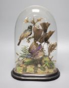 A taxidermic Humming birds group, under dome, overall 32cm