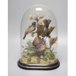 A taxidermic Humming birds group, under dome, overall 32cm