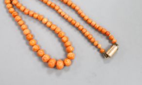 A single strand graduated coral bead necklace, with barrel shaped clasp, 44cm, gross 24.8 grams.