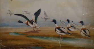 Robert Aitchen (20th century, author and illustrator), two watercolours on board of wild fowl '