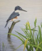 Geoffrey Campbell Black, oil on canvas, Kingfisher, signed, 50 x 40cm.