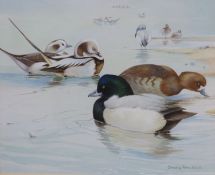 Shirley Anne Webb (20th century), watercolour and gouache on paper, Long Tailed and Scaup ducks by