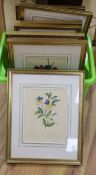 19th century English School, thirteen watercolours, mostly botanical studies but also including
