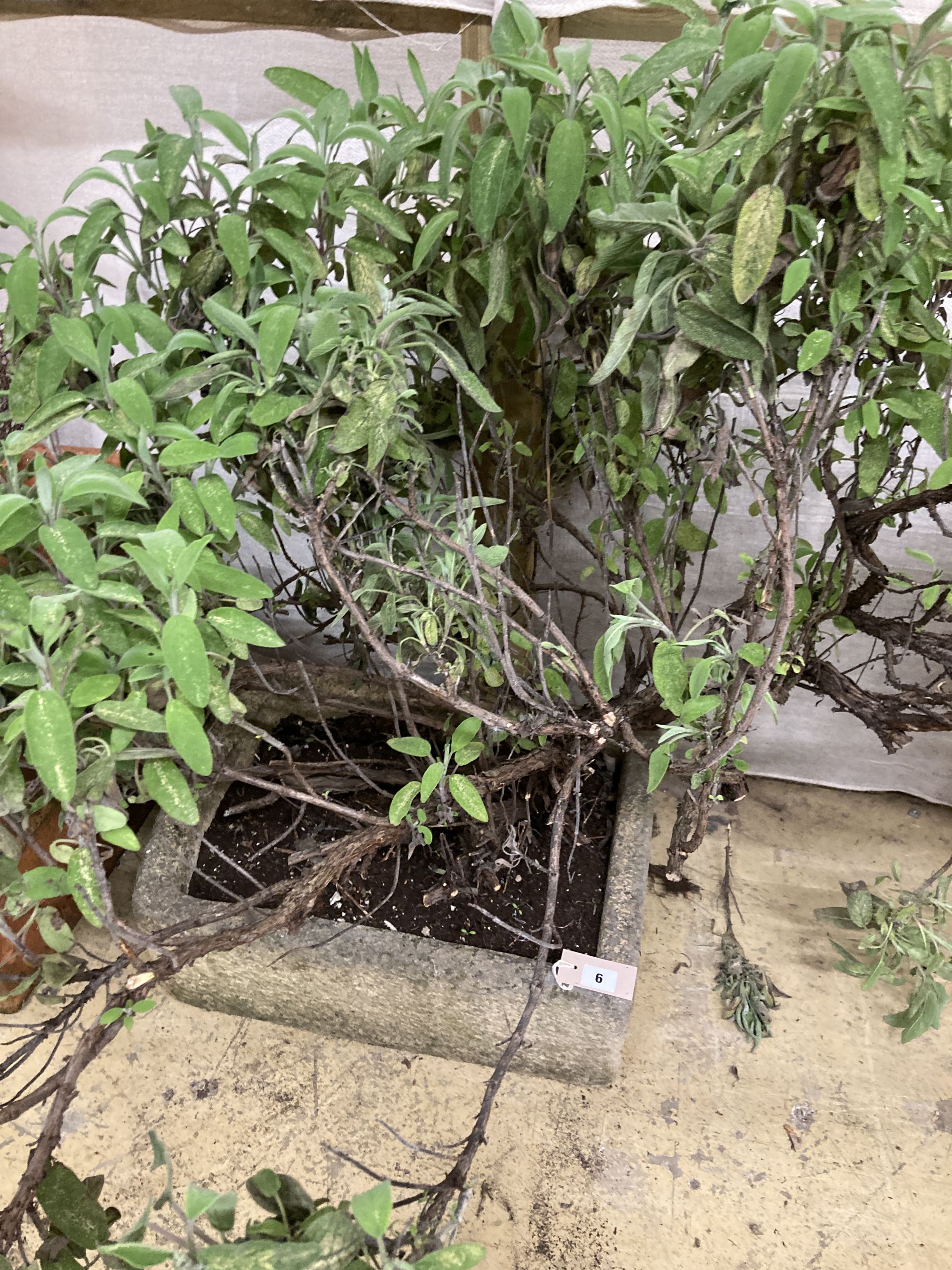 A rectangular reconstituted stone garden planter, width 52cm, depth 37cm, height 17cm and Cistus - Image 3 of 3