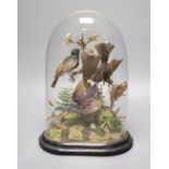 A taxidermic Humming birds group, under dome, overall 32cm
