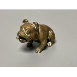 An Austrian bronze bulldog cigar cutter, width 7cm, its mouth concealing the cutter